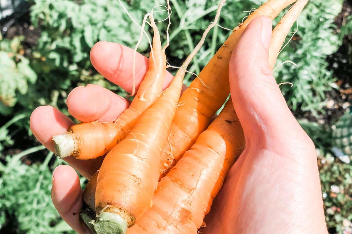 close up image of a hand holding a bunch of freshly pulled carrots with the veg patch in the background