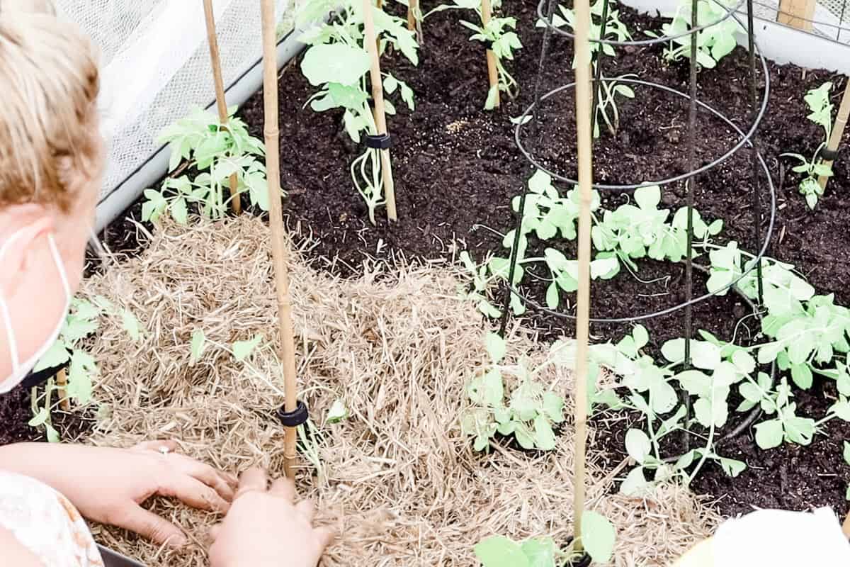 sugar can mulch being spread onto garden bed