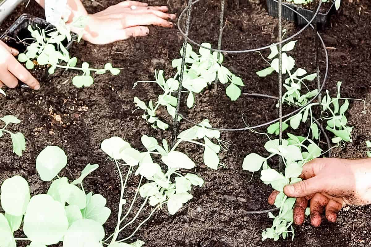 close up image of hands planting seedlings in garden bed around a trellis