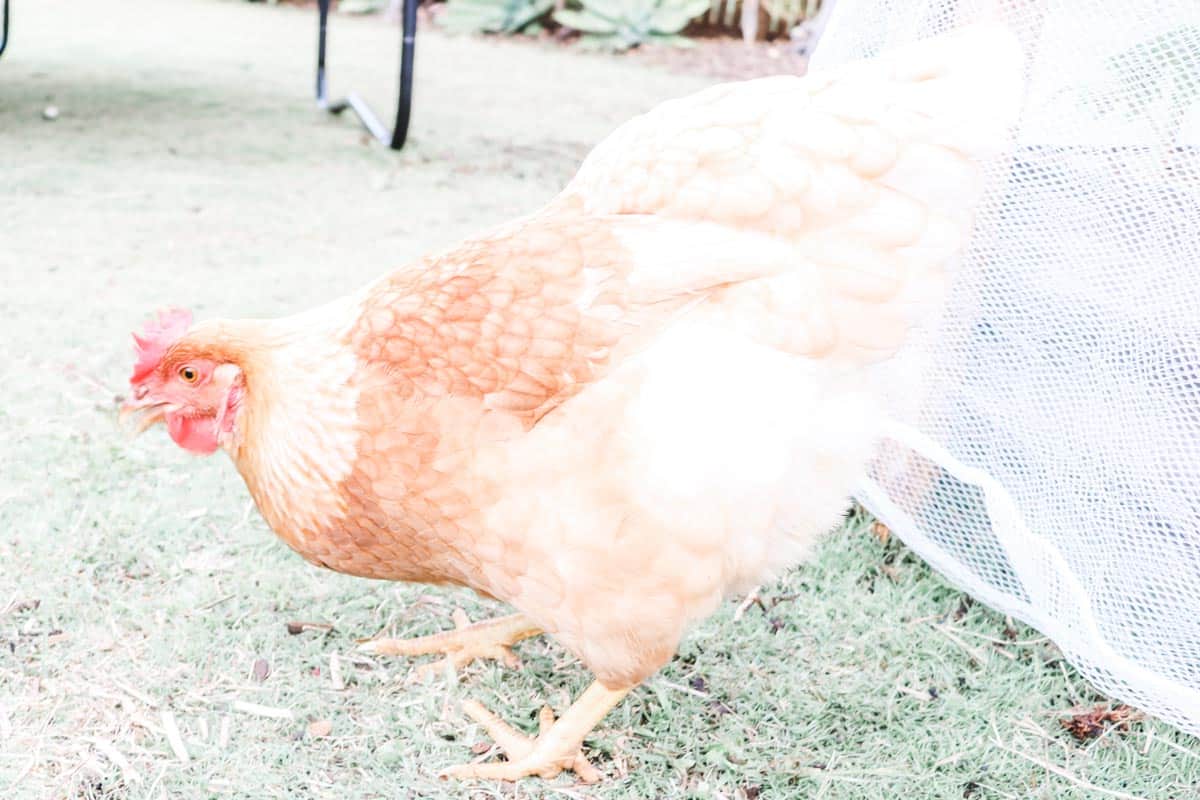 orange and white hen standing on grass with net in background