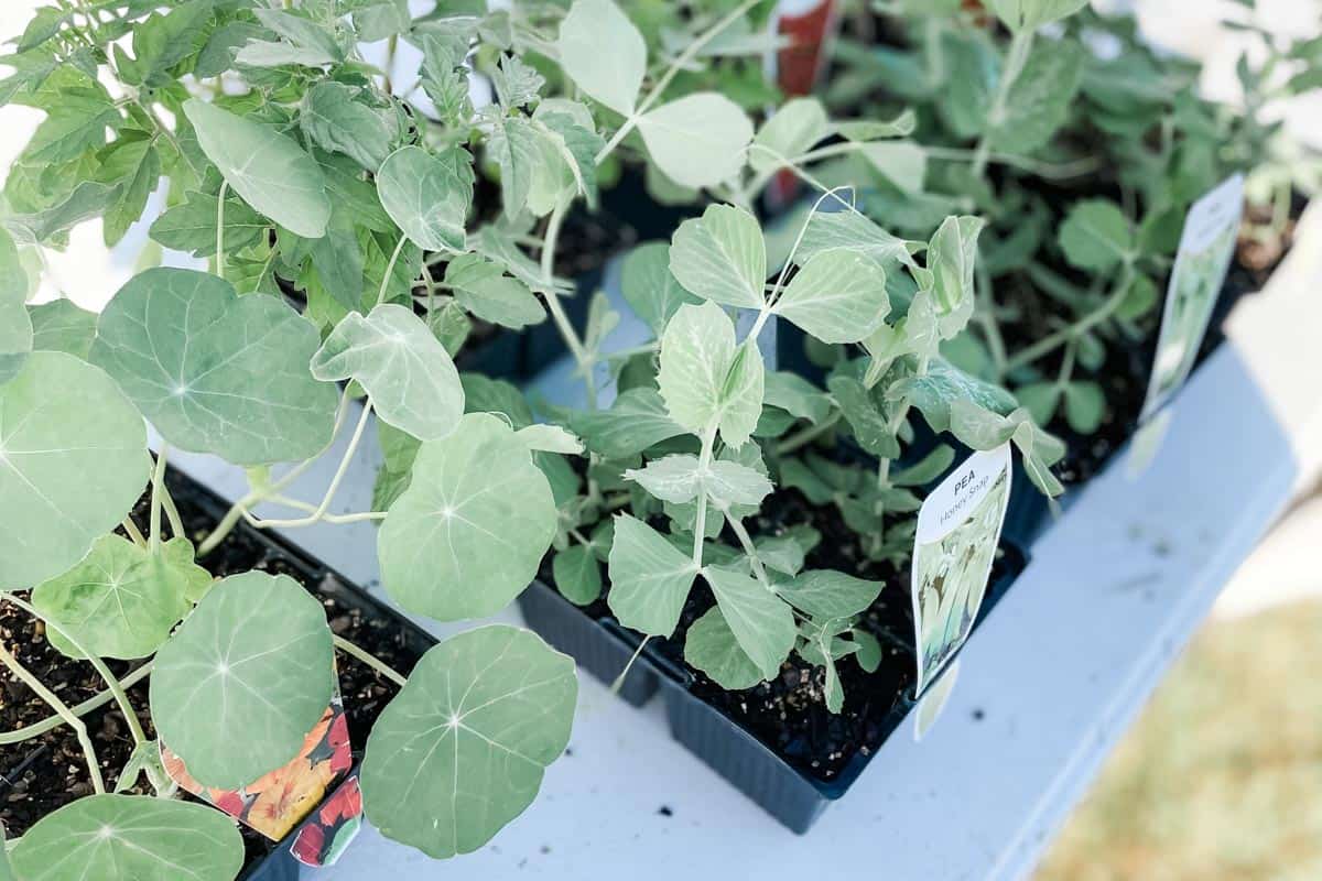 close up image of seedling punnets