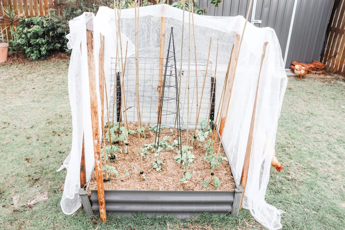 full length image of the garden bed with the net pulled back to reveal the seedlings in the mulched plot