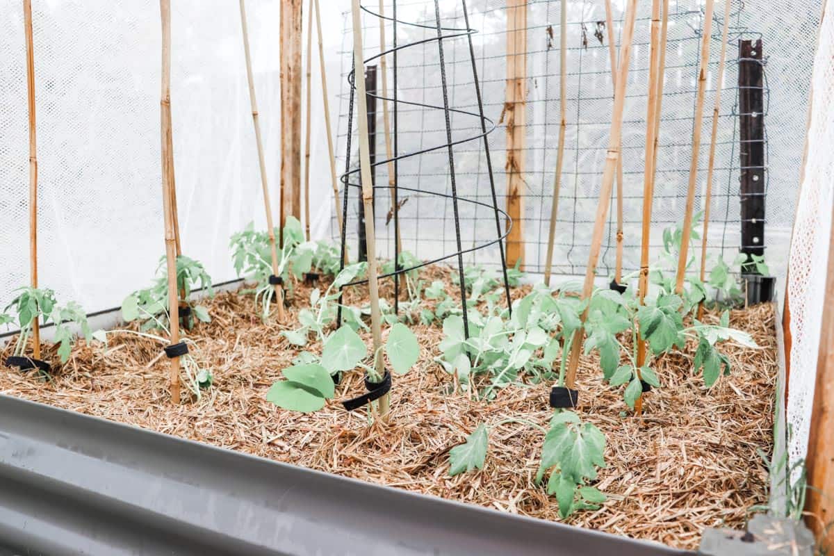 image of small seedlings in a garden bed supported by bamboo canes and mulched