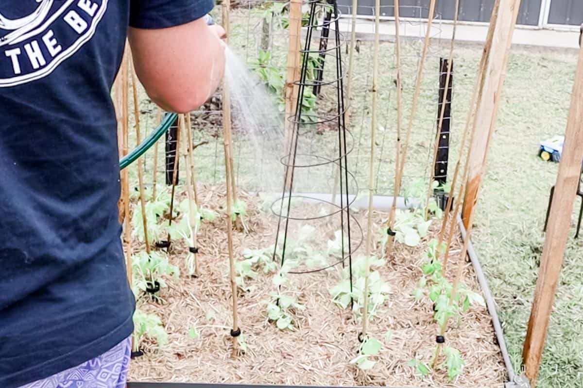 Watering the garden with a hose and shower attachment
