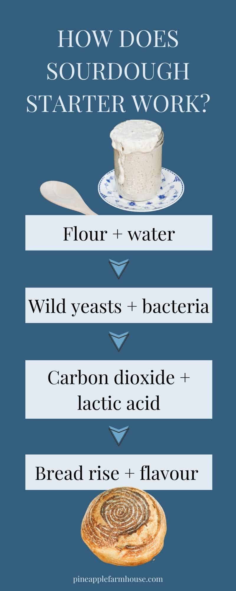 Infographic showing the process of how does sourdough starter work. There is a picture of a jr of sourdough starter at the time and a flow chart showing text 'flour + water', 'wild yeasts + bacteria', carbon dioxide + lactic acid', and 'Bread rise + flavour, and then a picture of a loaf of sourdough bread