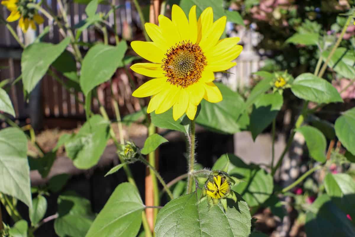 Sunflower in bloom growing in the garden bed