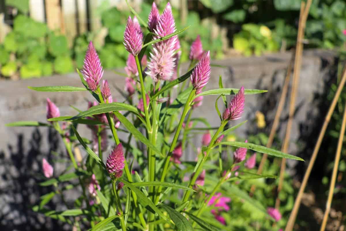 Celosia Pink Flamingo Feather growing in the garden bed