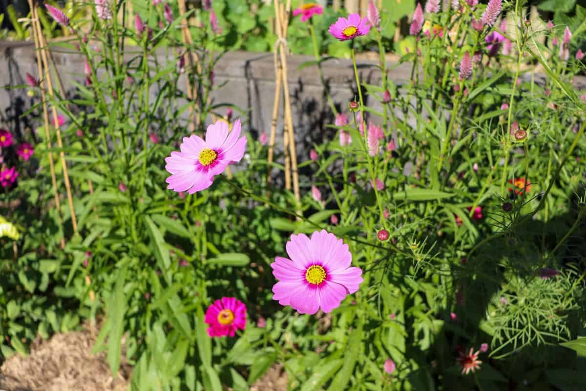 Image of Cosmos sensation growing in the garden bed