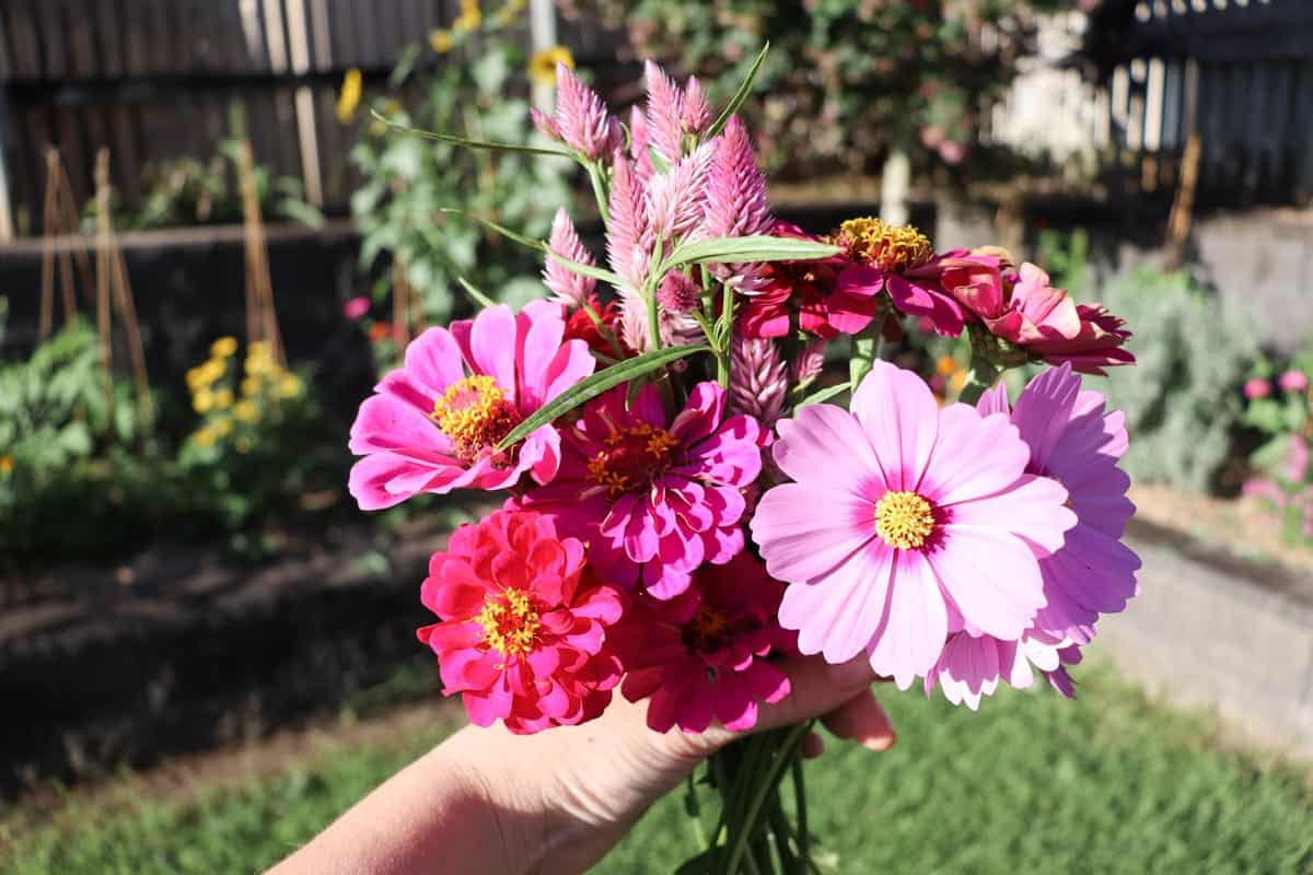 A freshly picked posy of cut flowers including cosmos sensation, zinnia and celosia pink flamingo feather held in front of a garden bed