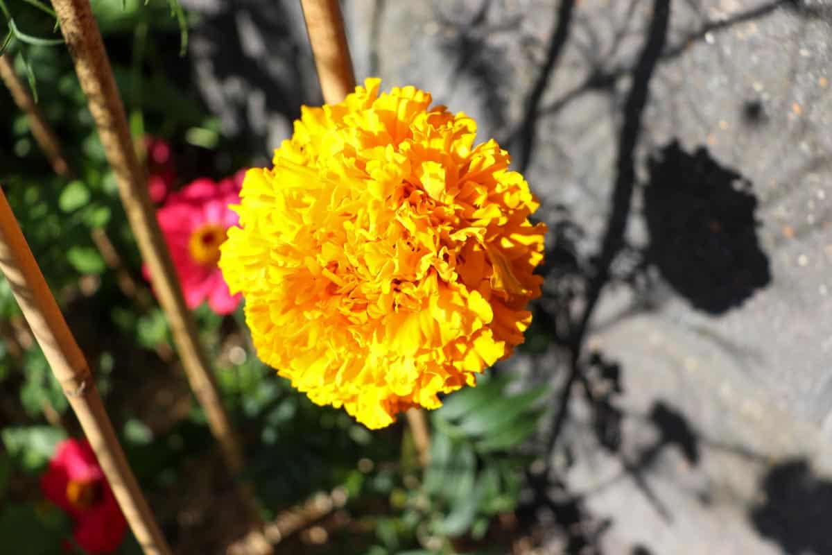 A marigold crackerjack variety still on the bush in a garden bed