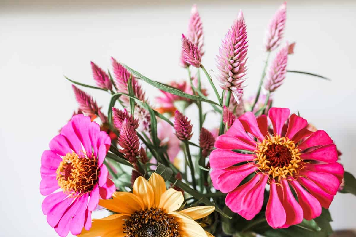 Close up image of an arrangement of cut flowers including sunflower, zinnia and celosia