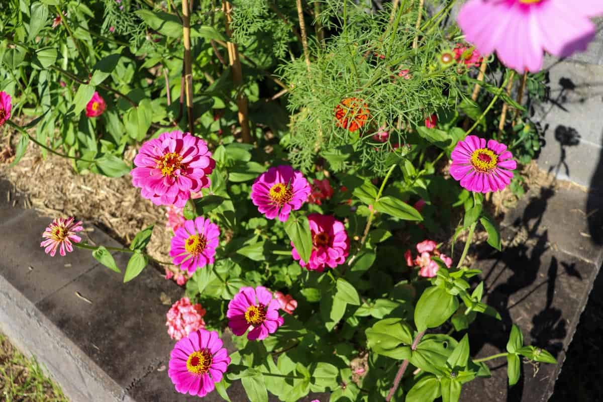 Pink zinnia in bloom growing in the garden bed