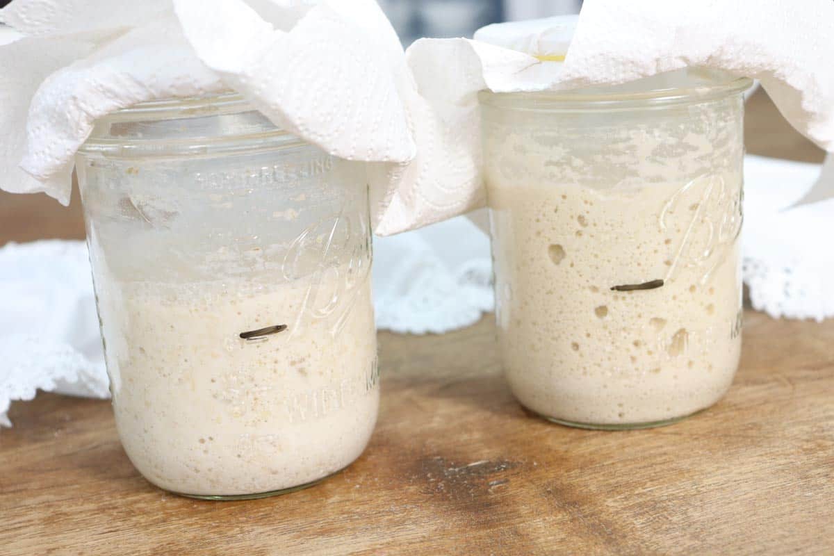 Two jars of sourdough starter side by side, on the left the wholewheat/wholemeal starter and on the right the plain/all-purpose starter showing signs of activity including large bubbles and growth in the height of the mixture