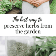 Graphic with images of herbs in the garden and dried herbs in a glass bottle with the title 'the best way to preserve herbs from the garden'