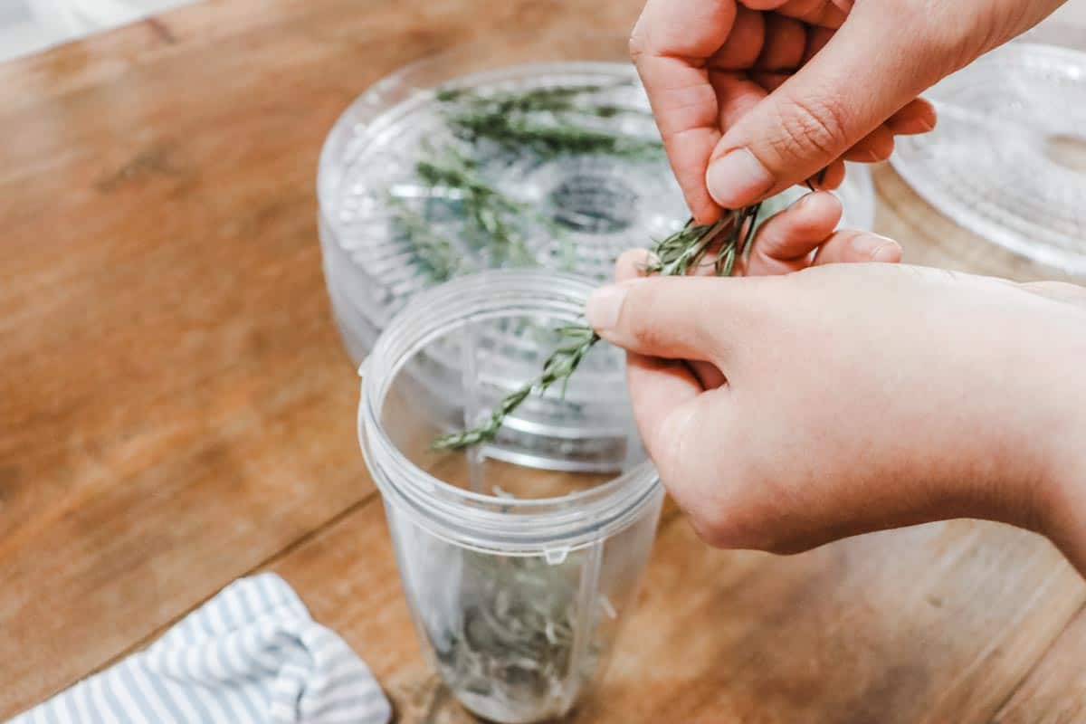 Stripping dried rosemary leaves off the stalk