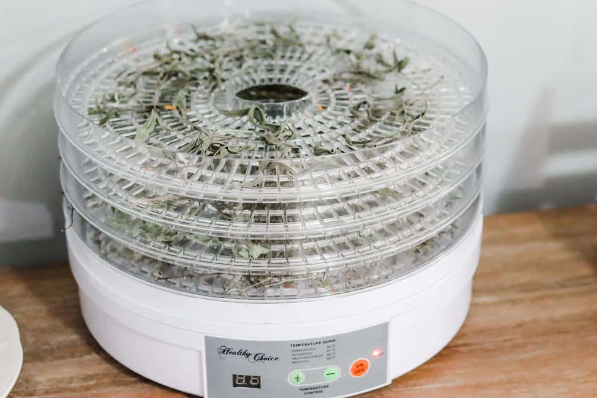 dried herbs in the dehydrator