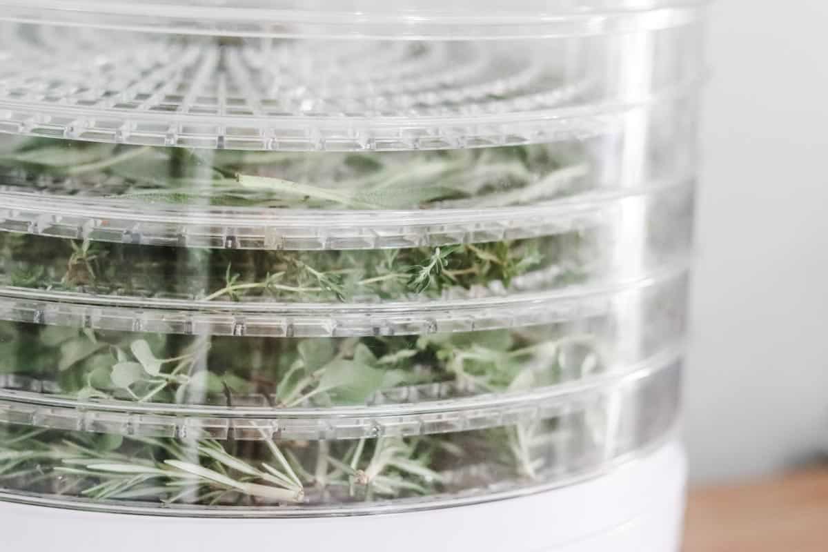 Herbs from the garden in the dehydrator