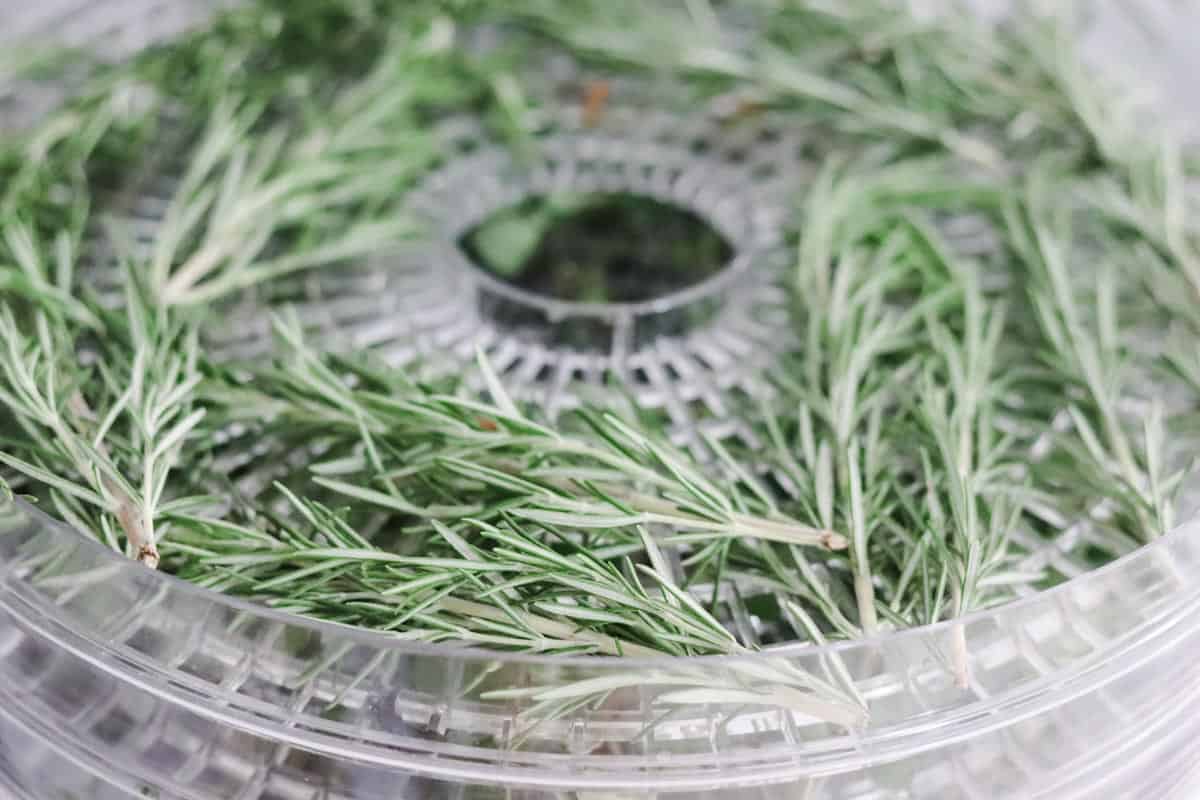 Drying rosemary in the tray of the dehydrator