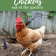 Pinterest graphic showing an image of a chicken in the garden bed and the title of the blog