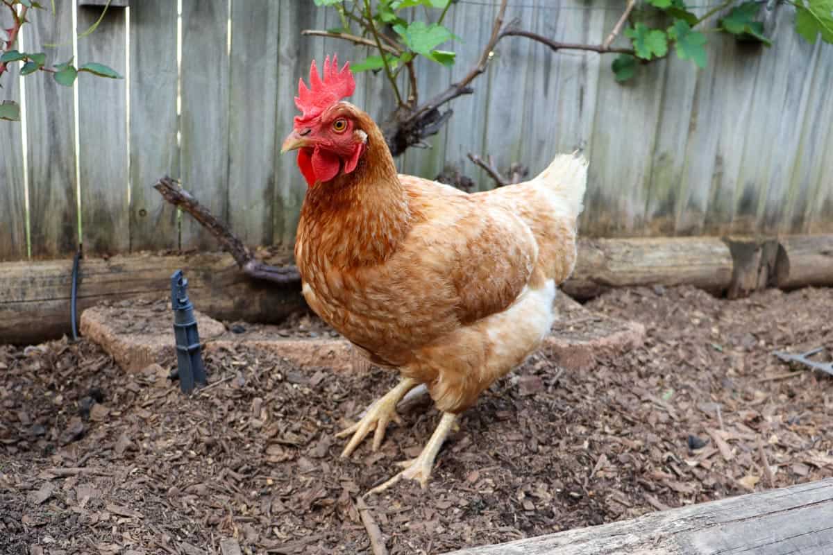 A chicken in a garden bed
