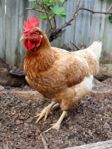 A chicken in the garden bed