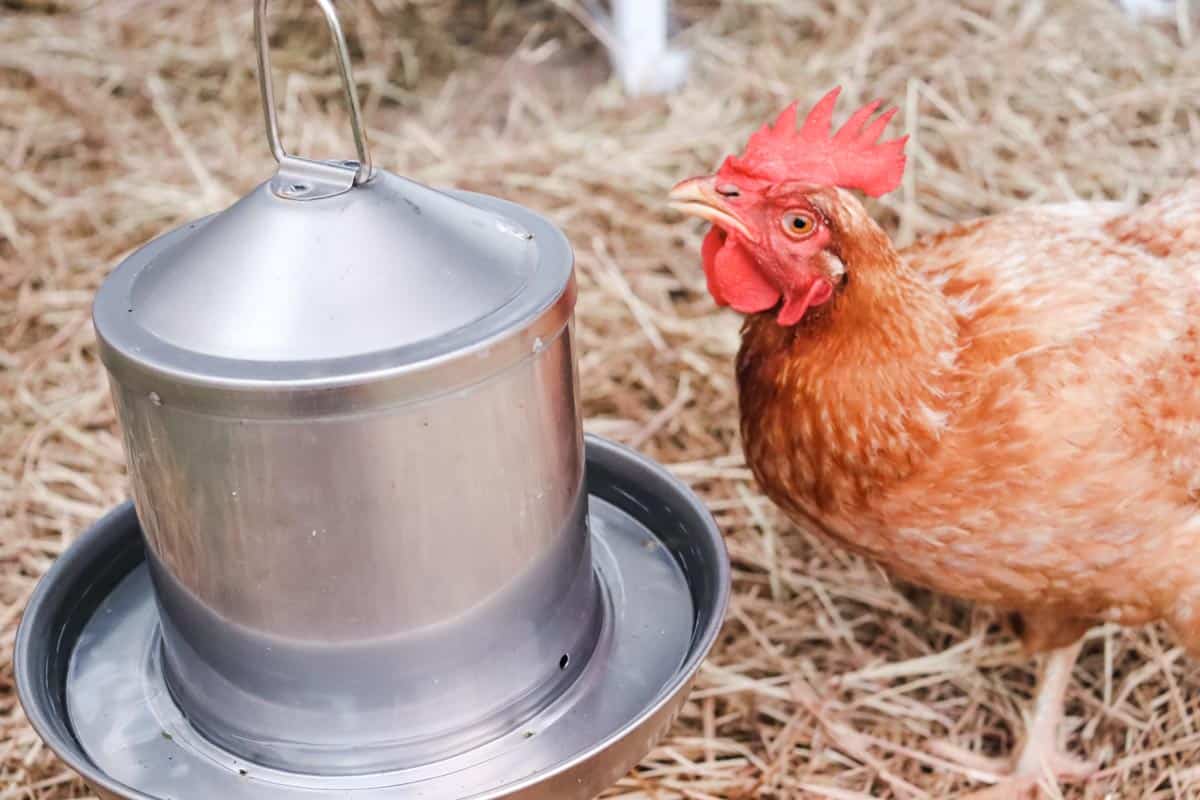 A chicken taking a drink of clean water