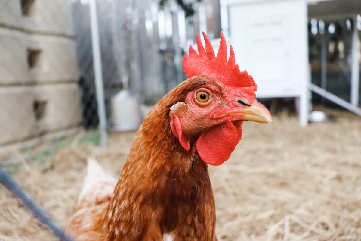 A close up image of a chicken with the chicken water in the background