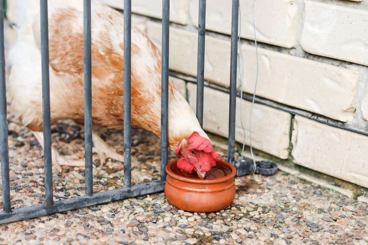 A chicken taking a drink of water from a water bowl