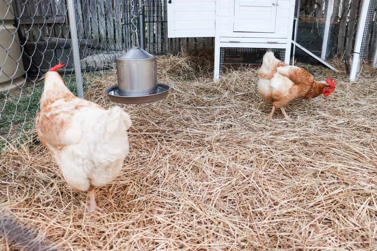 chickens in the chicken coop near the chicken water