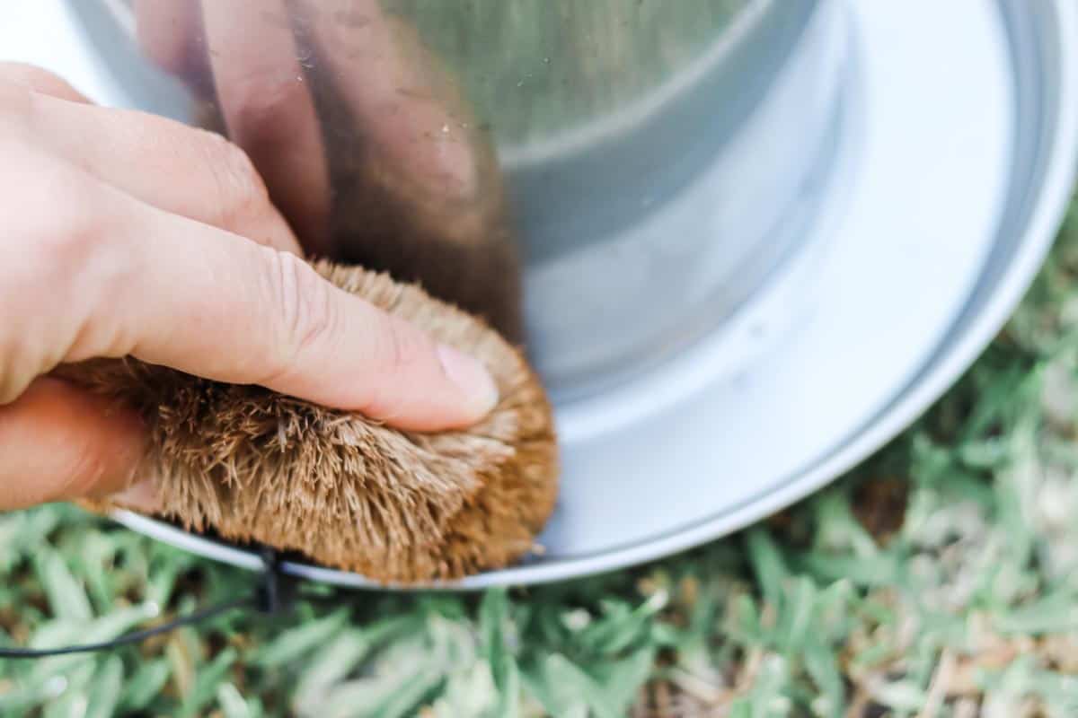 Using a coconut fibre brush to scrub the bowl of the stainless steel poultry drinker
