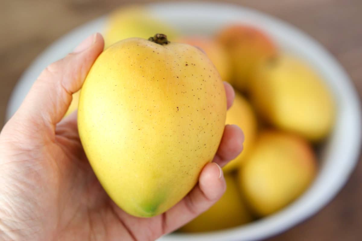 A ripe mango
