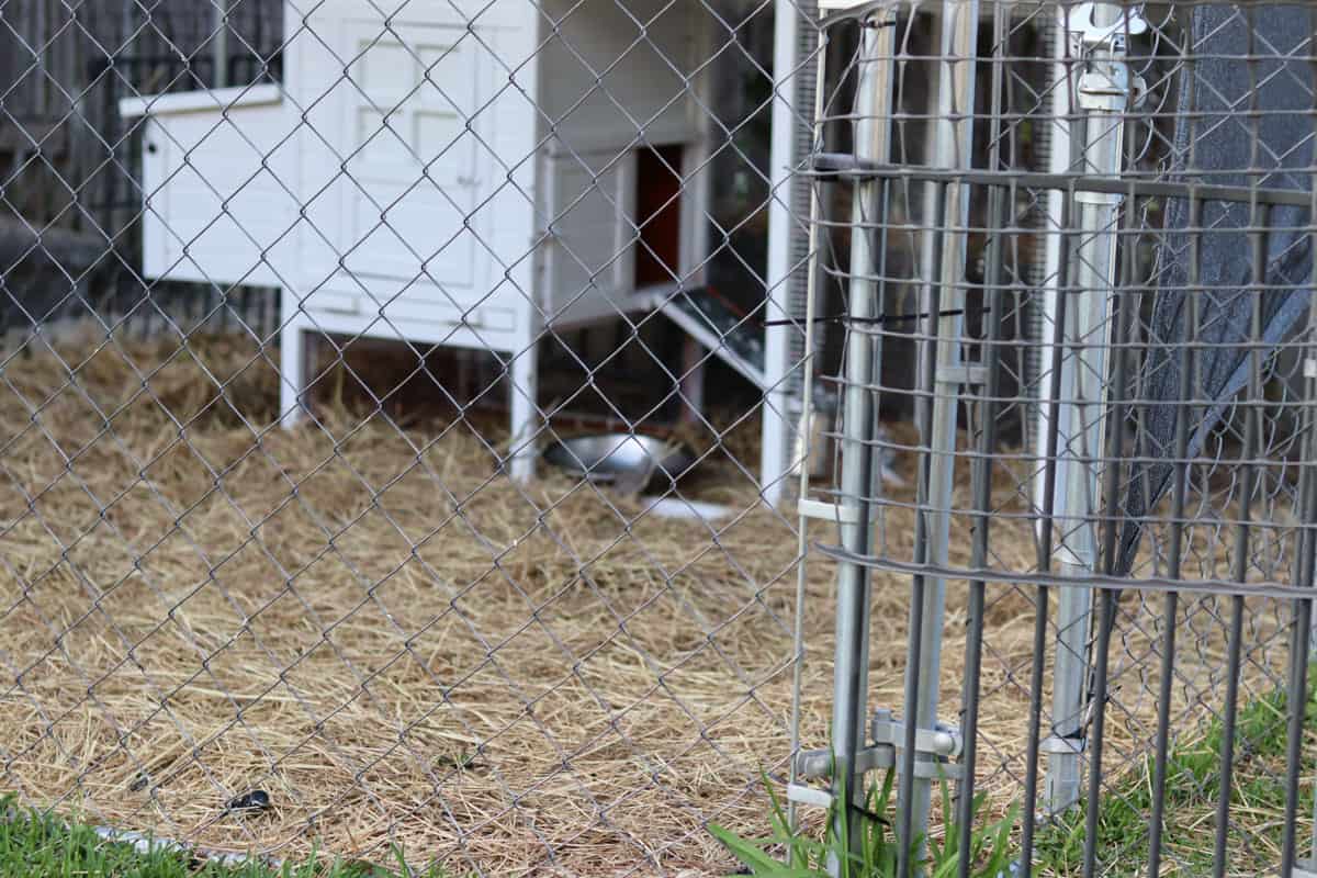 Chicken coop behind a wire fence
