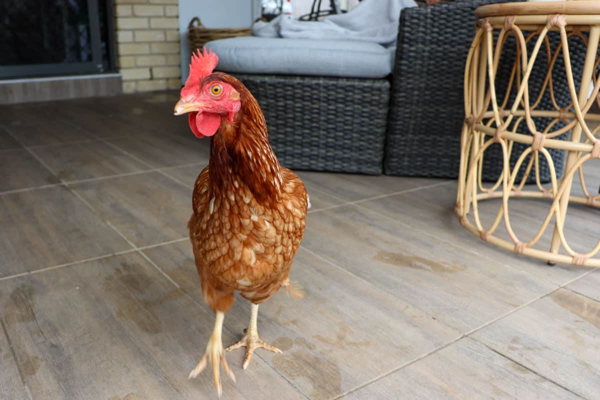 Chicken walking on the patio
