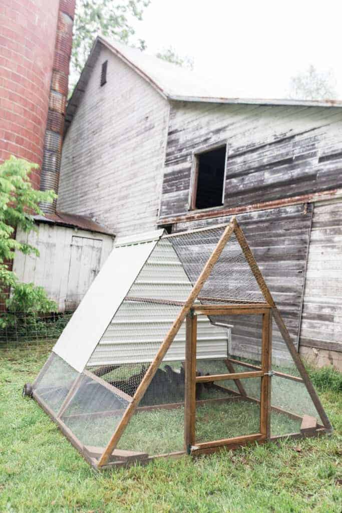 Chicken tractor on a farm